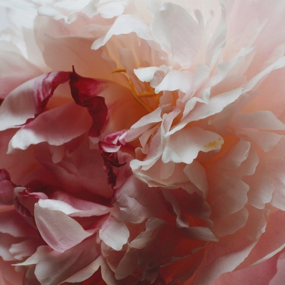 Jo Malone Wood Sage & Sea Salt and Peony & Blush Suede Colognes - Picture 3 of 3